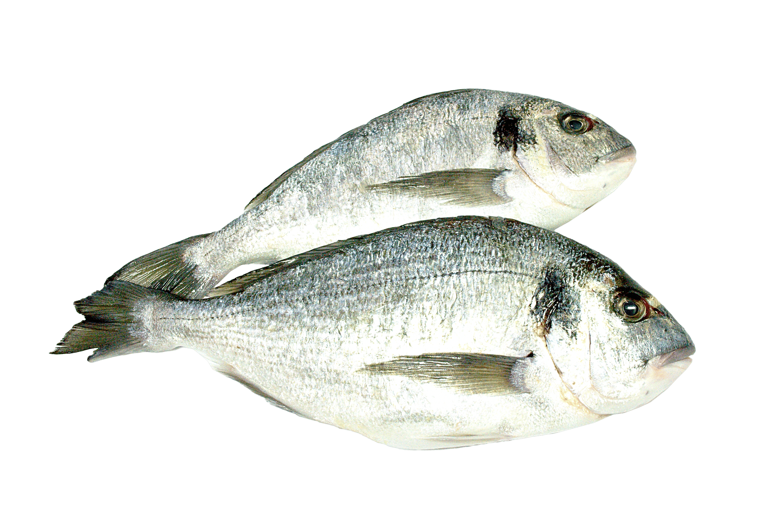 Dorade royal - Dayseaday